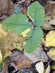 Fragaria moschata