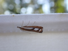 Catoptria