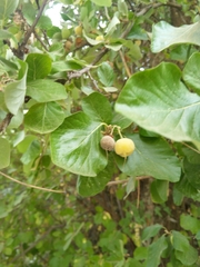 Styrax officinalis