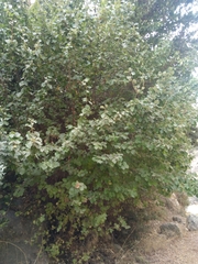 Styrax officinalis