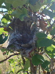 Dolichovespula maculata