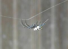 Leucauge fastigata