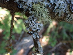 Hypogymnia tubulosa