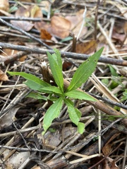 Solidago canadensis
