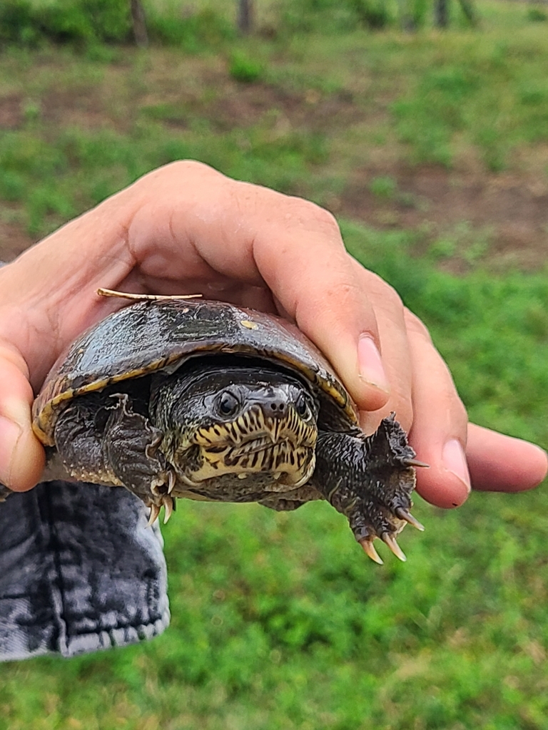 Narrow-bridged Musk Turtle in October 2022 by Pete Siminski. Moved it ...