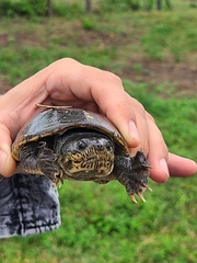 Claudius angustatus