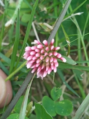 Trifolium polymorphum