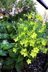 Nicotiana alata