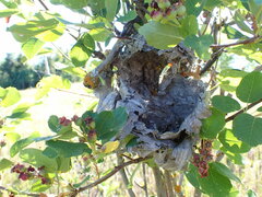 Dolichovespula maculata