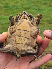 Claudius angustatus