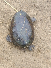 Claudius angustatus