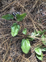 Smilax pumila