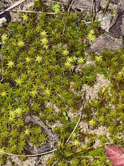 Syntrichia ruraliformis