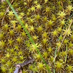 Syntrichia ruraliformis