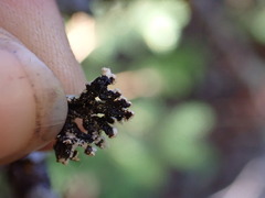 Hypogymnia tubulosa