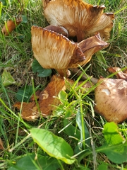 Tricholoma fracticum