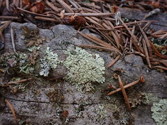 Parmeliopsis ambigua