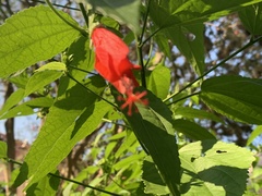 Malvaviscus arboreus