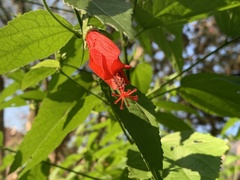 Malvaviscus arboreus