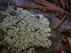 Parmeliopsis ambigua