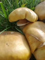 Agrocybe praecox