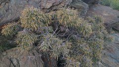 Holodiscus discolor microphyllus