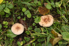 Agaricus cupreobrunneus