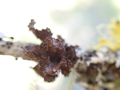 Tuckermanopsis platyphylla