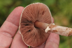 Agaricus cupreobrunneus