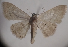 Scopula nupta
