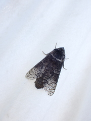 Acossus
