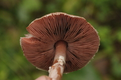 Agaricus cupreobrunneus