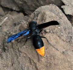 Synagris