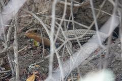 Broadleysaurus major