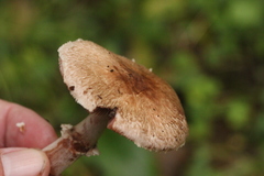 Agaricus cupreobrunneus