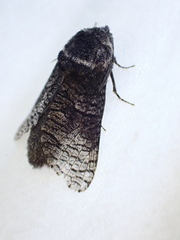 Acossus