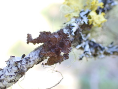 Tuckermanopsis platyphylla