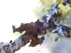Tuckermanopsis platyphylla