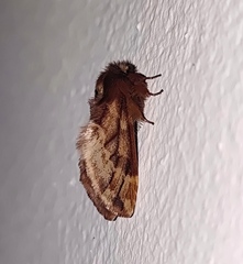 Ptilophora plumigera