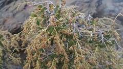 Holodiscus discolor microphyllus