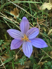 Crocus speciosus