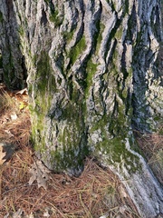 Dicranum montanum