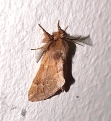 Ptilophora plumigera