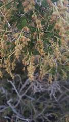 Holodiscus discolor microphyllus