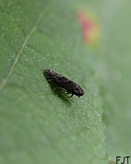 Plectoderini