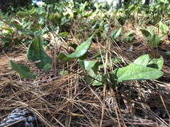 Smilax pumila