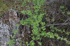 Ribes oxyacanthoides