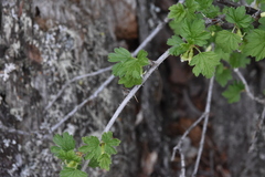 Ribes oxyacanthoides