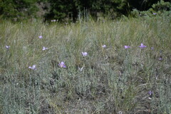 Calochortus macrocarpus