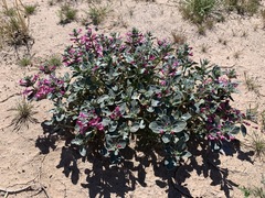 Penstemon albomarginatus